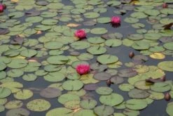 Waterlelie (Nymphaea 'James Brydon') -Directplant Winkel nymphaea james brydon 5