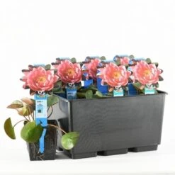 Waterlelie (Nymphaea 'James Brydon') -Directplant Winkel nymphaea james brydon t 2