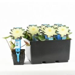 Waterlelie (Nymphaea 'Joey Tomocik') -Directplant Winkel nymphaea joey tomocik 20170629103356