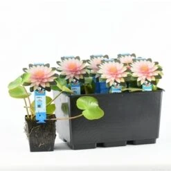 Waterlelie (Nymphaea 'Madame Wilfron Gonnere') -Directplant Winkel nymphaea m d wilfron gonnere 20170629102658