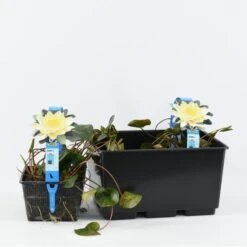 Waterlelie (Nymphaea 'Marliacea Chromatella') 7 Waterlelie (Nymphaea 'Marliacea Chromatella') -Directplant Winkel nymphaea marl. chromatella 3l. 20180409115712