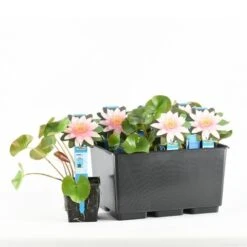 Waterlelie (Nymphaea 'Marliacea Carnea') -Directplant Winkel nymphaea marliacea carnea 20170630102628