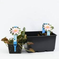 Waterlelie (Nymphaea 'Marliacea Carnea') -Directplant Winkel nymphaea marliacea carnea 3l 20180409120016