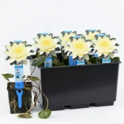 Waterlelie (Nymphaea 'Marliacea Chromatella') 6 Waterlelie (Nymphaea 'Marliacea Chromatella') -Directplant Winkel nymphaea marliacea chromatella 20180404192837