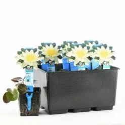 Waterlelie (Nymphaea 'Pygmaea Helvola') -Directplant Winkel nymphaea pygmaea helvola 20170630103528