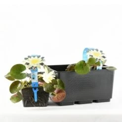 Waterlelie (Nymphaea 'Pygmaea Helvola') -Directplant Winkel nymphaea pygmaea helvola 20170630111302