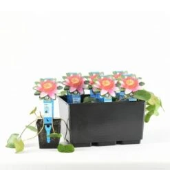 Waterlelie (Nymphaea 'Pygmea Rubra') 5 Waterlelie (Nymphaea 'Pygmea Rubra') -Directplant Winkel nymphaea pygmea rubra 20170629145706