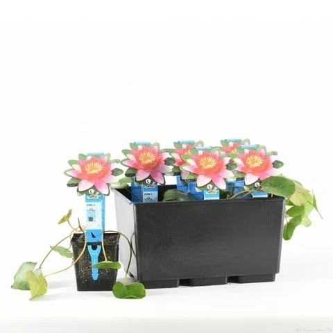 Waterlelie (Nymphaea 'Pygmea Rubra') 4 Waterlelie (Nymphaea 'Pygmea Rubra') - Afbeelding 2