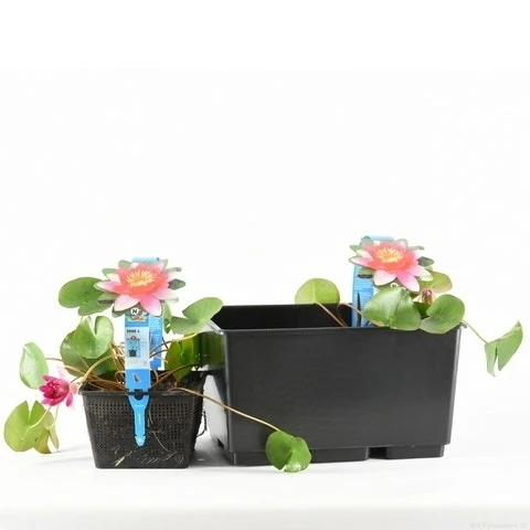 Waterlelie (Nymphaea 'Pygmea Rubra') 3 Waterlelie (Nymphaea 'Pygmea Rubra')