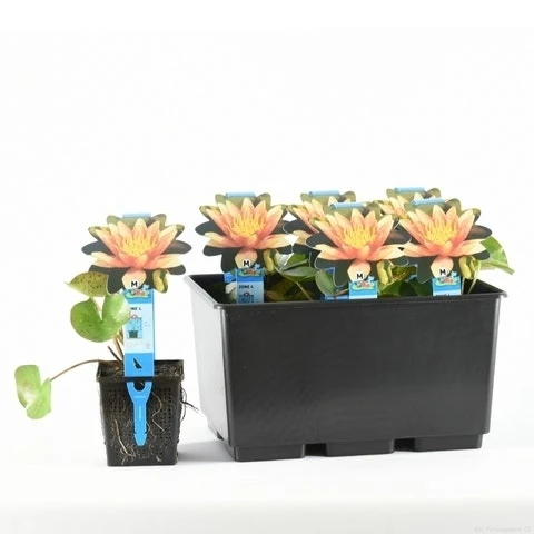 Waterlelie (Nymphaea 'Sioux') 3 Waterlelie (Nymphaea 'Sioux')