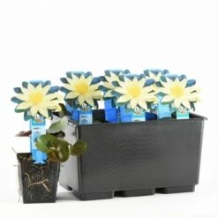 Waterlelie (Nymphaea 'Sulphurea') 7 Waterlelie (Nymphaea 'Sulphurea') -Directplant Winkel nymphaea sulphurea 20170630103836