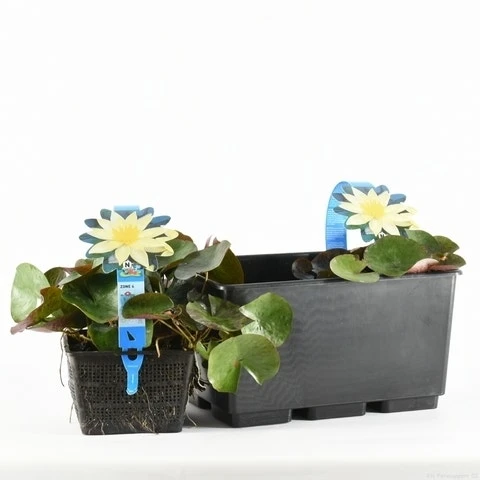 Waterlelie (Nymphaea 'Sulphurea') 4 Waterlelie (Nymphaea 'Sulphurea') - Afbeelding 2