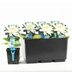 Waterlelie (Nymphaea 'Tetragona') -Directplant Winkel nymphaea tetragona tb