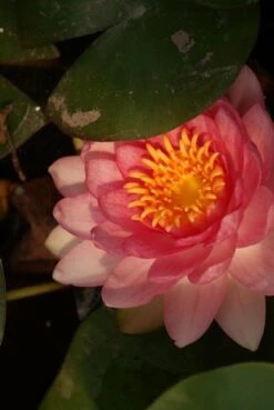 Waterlelie Fabiola (Nymphea 'Fabiola') 8 Waterlelie Fabiola (Nymphea 'Fabiola') -Directplant Winkel nymphea fabiola aqua sifra 4 65 1