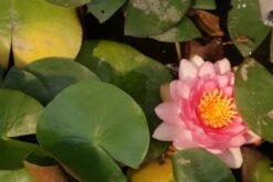 Waterlelie Fabiola (Nymphea 'Fabiola') 7 Waterlelie Fabiola (Nymphea 'Fabiola') -Directplant Winkel nymphea fabiola aqua sifra 4 65 2