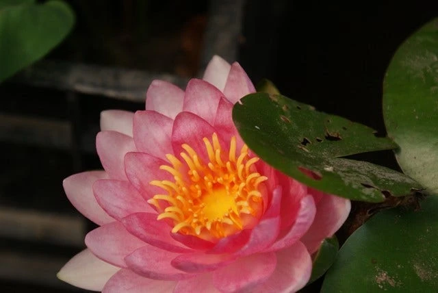 Waterlelie Fabiola (Nymphea 'Fabiola') 3 Waterlelie Fabiola (Nymphea 'Fabiola')