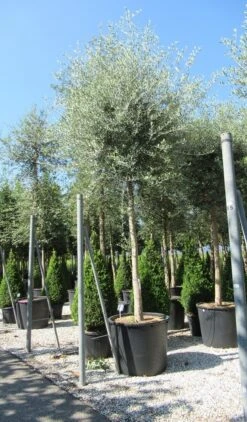 Olijfboom (Olea Europaea ) -Directplant Winkel olea 2
