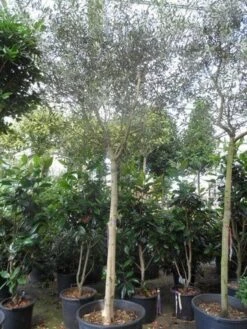 Olijfboom (Olea Europaea ) -Directplant Winkel olea europaea 18 20ho c150 1