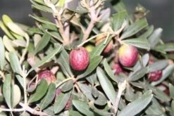 Olijf Op Stam (Olea Europaea) -Directplant Winkel olea europaea 2 2 1