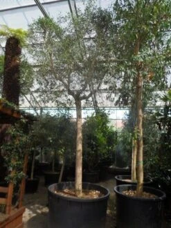 Olijfboom (Olea Europaea ) -Directplant Winkel olea europaea 40 45ho c750 1