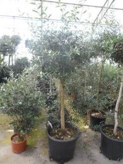 Olijf Op Stam (Olea Europaea) 29 Olijf Op Stam (Olea Europaea) -Directplant Winkel olea europaea halfstam 12 14 cont