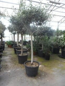 Olijf Op Stam (Olea Europaea) -Directplant Winkel olea europaea halfstam 16 18 20 cont 1