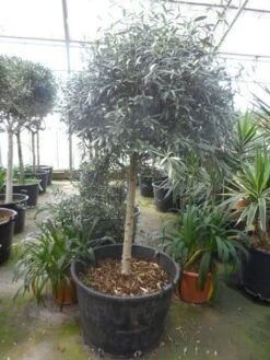 Olijf Op Stam (Olea Europaea) -Directplant Winkel olea europaea halfstam 16 18 c130 bol 1