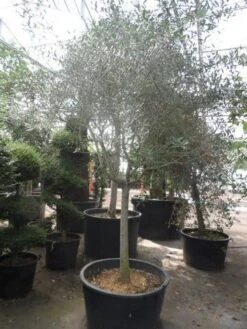 Olijf Op Stam (Olea Europaea) -Directplant Winkel olea europaea halfstam 18 20 25 cont 1