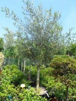 Olijf Op Stam (Olea Europaea) -Directplant Winkel olea europaea halfstam 20 25 forma toscana 1