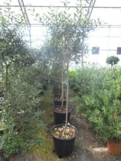 Olijf Op Stam (Olea Europaea) -Directplant Winkel olea europaea halfstam 5 6 8 cont 1