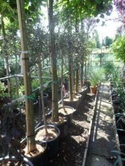 Olijf Op Stam (Olea Europaea) -Directplant Winkel olea europaea halfstam 8 10 1