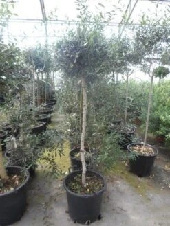 Olijf Op Stam (Olea Europaea) 27 Olijf Op Stam (Olea Europaea) -Directplant Winkel olea europaea halfstam 8 10 12 cont