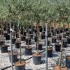 Olijf Als Halfstam (Olea Europaea 'leccino') -Directplant Winkel olea europaea leccino halfstam 1
