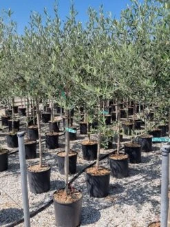 Olijf Als Halfstam (Olea Europaea 'leccino') -Directplant Winkel olea europaea leccino halfstam 2