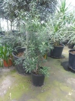 Olijf Als Struik (Olea Europaea) -Directplant Winkel olea europaea struikvorm 80 100 c20 1
