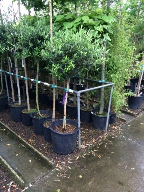 Olijf Op Stam (Olea Europaea) 18 Olijf Op Stam (Olea Europaea) - Afbeelding 16