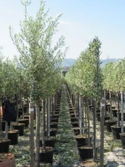 Olijf Op Stam (Olea Europaea) -Directplant Winkel olea halfstam 1 1