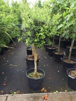 Olijf Op Stam (Olea Europaea) -Directplant Winkel olea halfstam 1 1