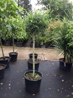 Olijf Op Stam (Olea Europaea) -Directplant Winkel olea halfstam 2 1