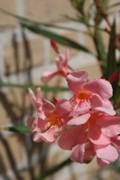 Roze Oleander (Nerium Oleander) 11 Roze Oleander (Nerium Oleander) -Directplant Winkel oleander 5 1