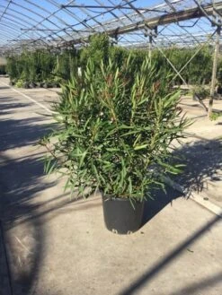 Smalbladige Oleander (Nerium Oleander 'Papa Gambetta') -Directplant Winkel oleanderpapagambetta80100 1