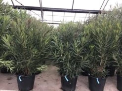 Smalbladige Oleander (Nerium Oleander 'Papa Gambetta') -Directplant Winkel oleanderpapagambetta 1 1
