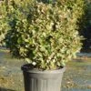 Olijfwilg Als Bol (Elaeagnus Ebbingei 'Compacta') -Directplant Winkel olijfwilg bollen 6070cm 1 1