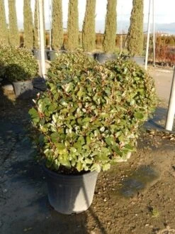 Olijfwilg Als Bol (Elaeagnus Ebbingei 'Compacta') -Directplant Winkel olijfwilg bollen 6070cm 2 3