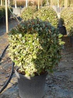 Olijfwilg Als Bol (Elaeagnus Ebbingei 'Compacta') -Directplant Winkel olijfwilg bollen 6070cm 3