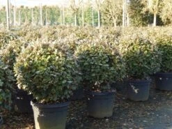 Olijfwilg Als Bol (Elaeagnus Ebbingei 'Compacta') -Directplant Winkel olijfwilg bollen 6070cm 4