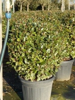 Olijfwilg Als Bol (Elaeagnus Ebbingei 'Compacta') 21 Olijfwilg Als Bol (Elaeagnus Ebbingei 'Compacta') -Directplant Winkel olijfwilg bollen 6070cm 5 1