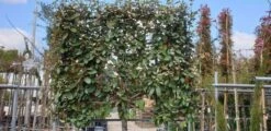 Olijfwilg Halfstam Als Leiboom (Elaeagnus Ebbingei) -Directplant Winkel olijfwilg scherm