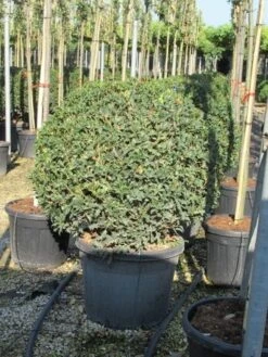 Schijnhulst In Bolvorm (Osmanthus Heterophyllus 'Goshiki') 5 Schijnhulst In Bolvorm (Osmanthus Heterophyllus 'Goshiki') -Directplant Winkel osmanthus bol