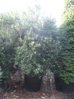 Schijnhulst (Osmanthus Heterophyllus) -Directplant Winkel osmanthus heterophyllus 175 200 c160 extra 1